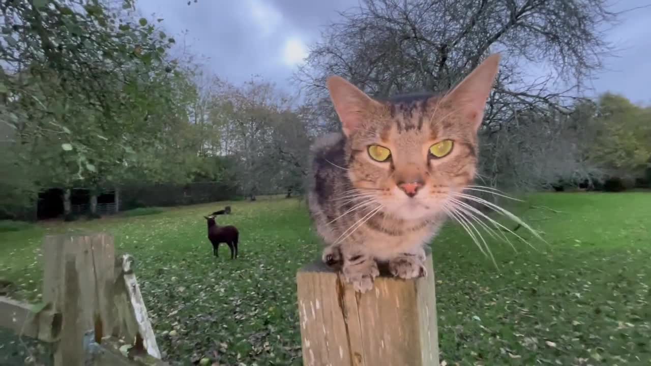 Funny cats video