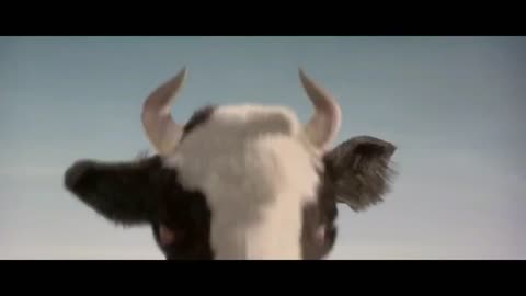 Cows and humans, just for fun