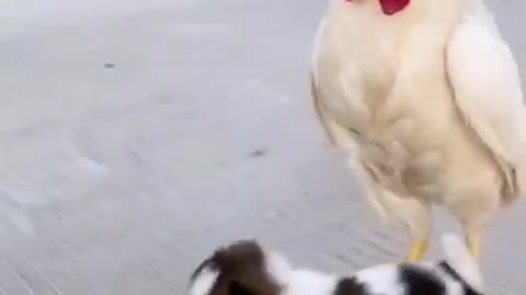 Funny, Animals, Funniest Animals, Funny Videos