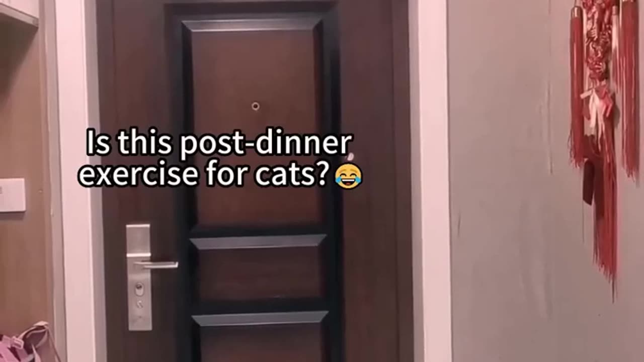 Funniest cats🐱In The World😂 Funny and Fails Pets Video