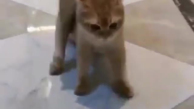 Funny cats videos | SUBSCRIBE CUTIE TV 🔴| SHARE WITH FRIENDS ✨| cute pets video ❤️