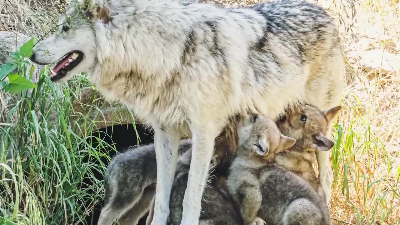 Man Saved this Wolf and her Cubs, but 4 Years later THIS happens...