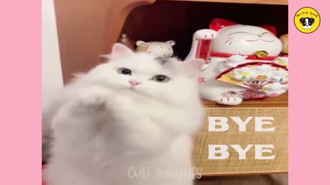 Funniest Animals | Funny Dog And Cat | Funny Animals Video