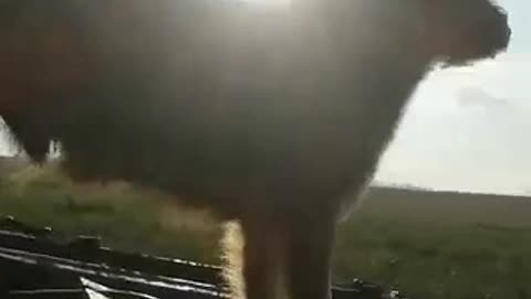 a dog and his tank