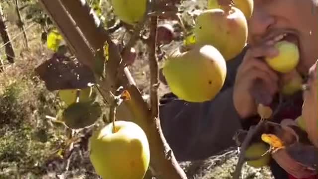 Eating apples directly from the tree hits different! 😂😍😍