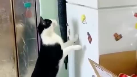 Funny cats won't let you. Down animal lol moments