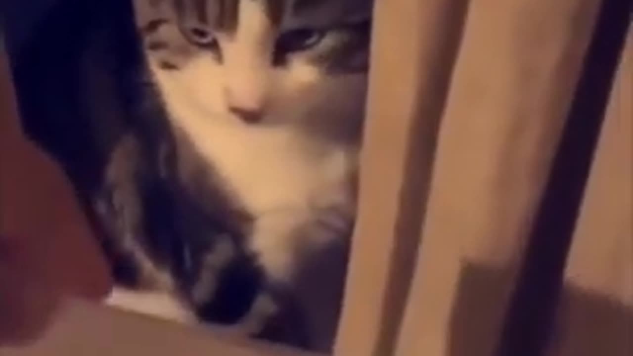 Cat funny videos 😂😂😂😂