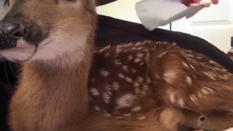 deer|Funny animal videos|Cute animal videos |Funny dog&cat videos|Hilarious pet videos|Funny video