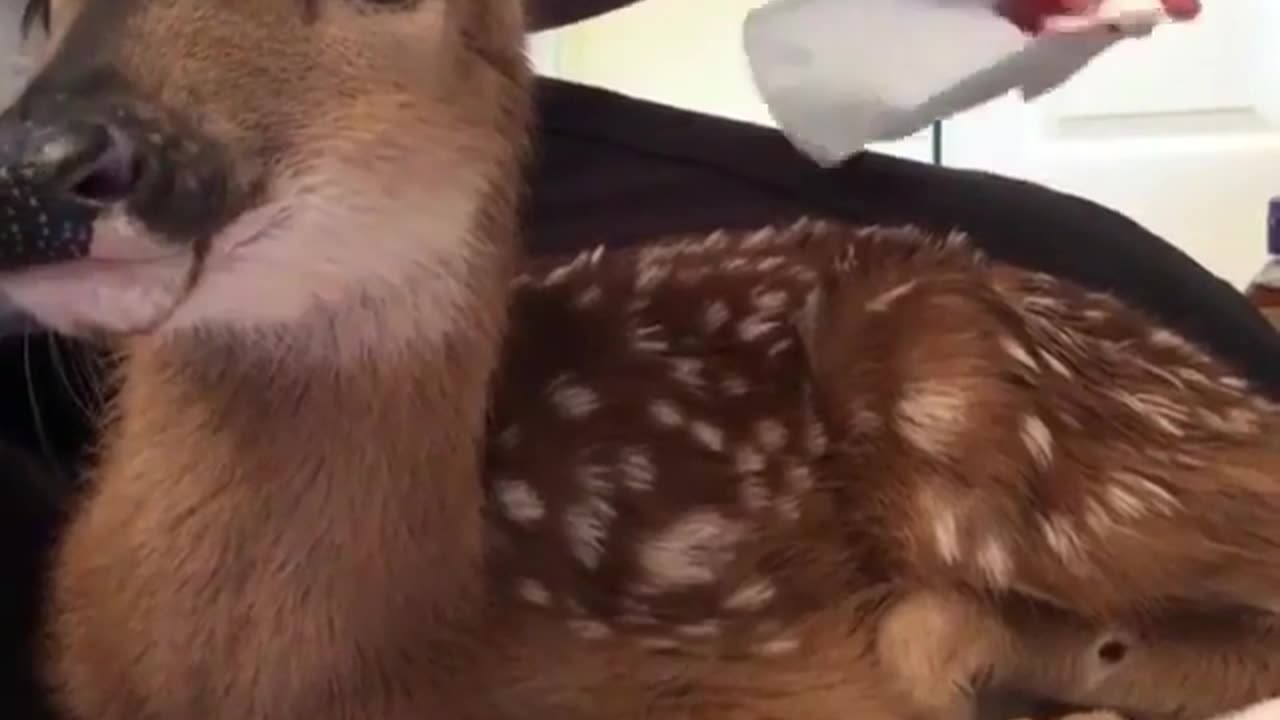 deer|Funny animal videos|Cute animal videos |Funny dog&cat videos|Hilarious pet videos|Funny video