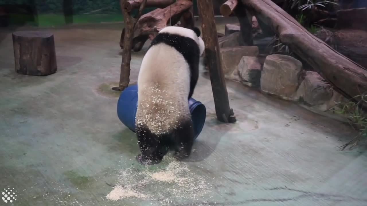 Cute and Clumsy Panda Compilation 2019 | Pandas are Awesome