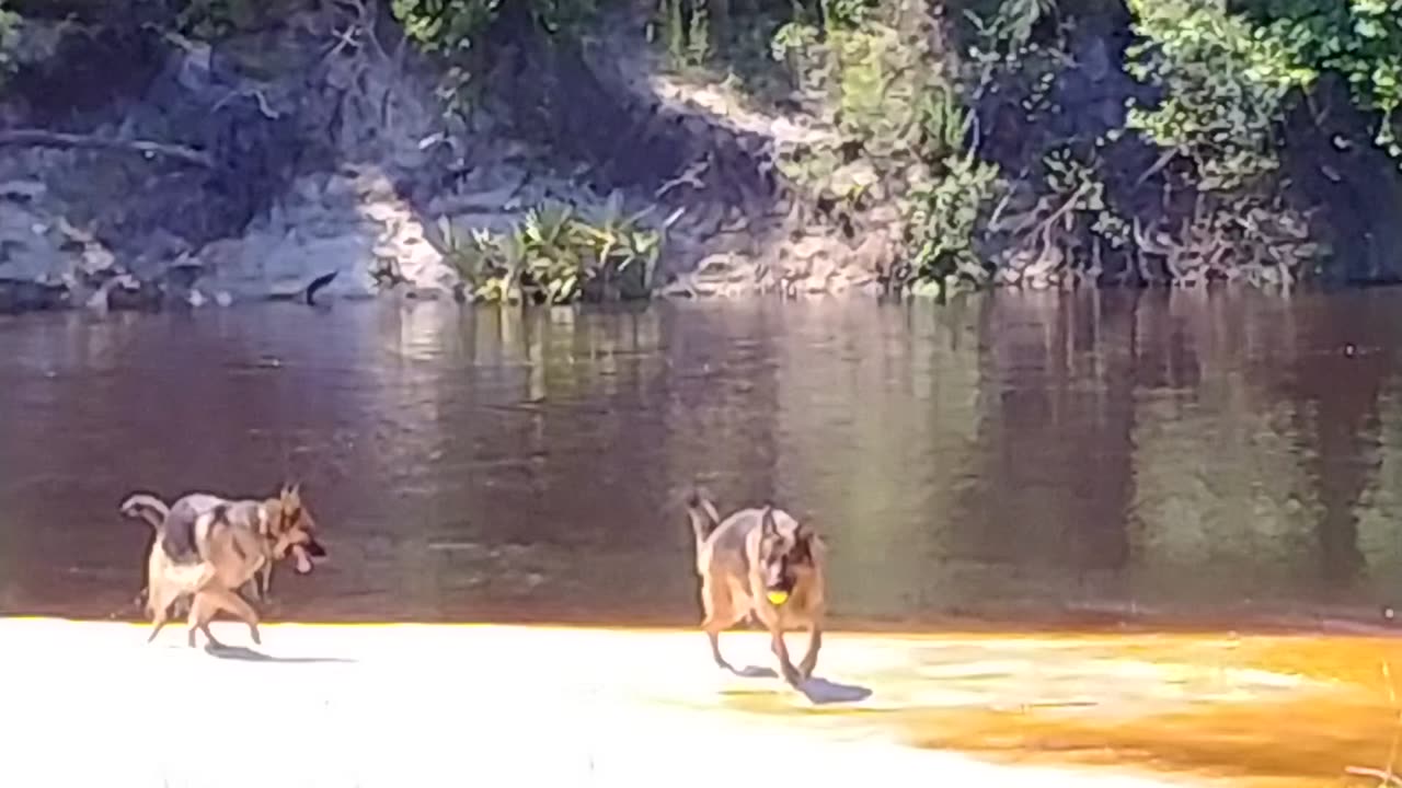 German Shepherds Playing in the River Alapaha River Property