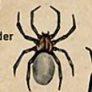 Types Of Spiders - Water Spider