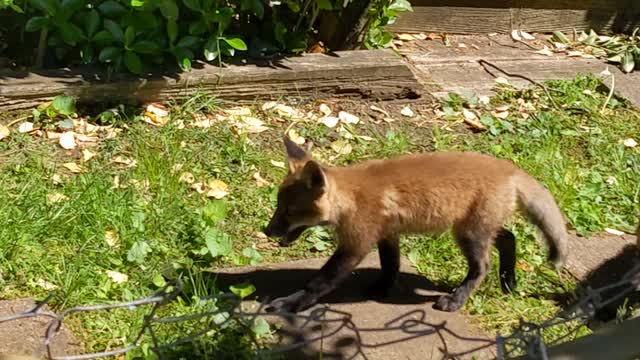 Up close and personal cuteness of baby foxes