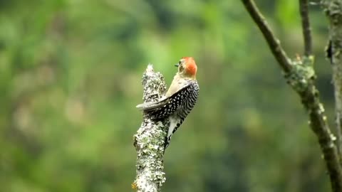 MOST BEAUTIFUL BIRDS IN THE WORLD