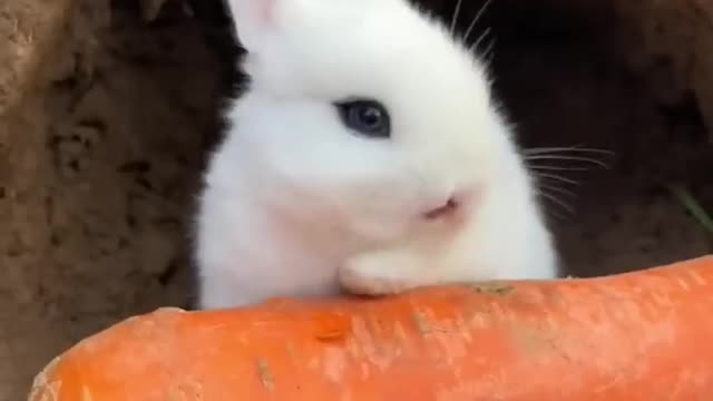 The rabbit eats carrots and plays with the dogs