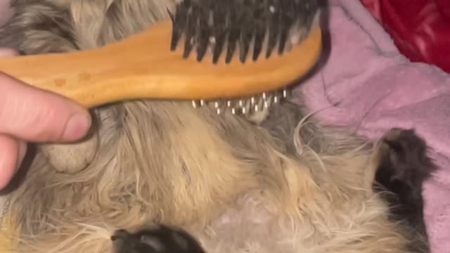 Chelsea loves a brush πΈπ½π»