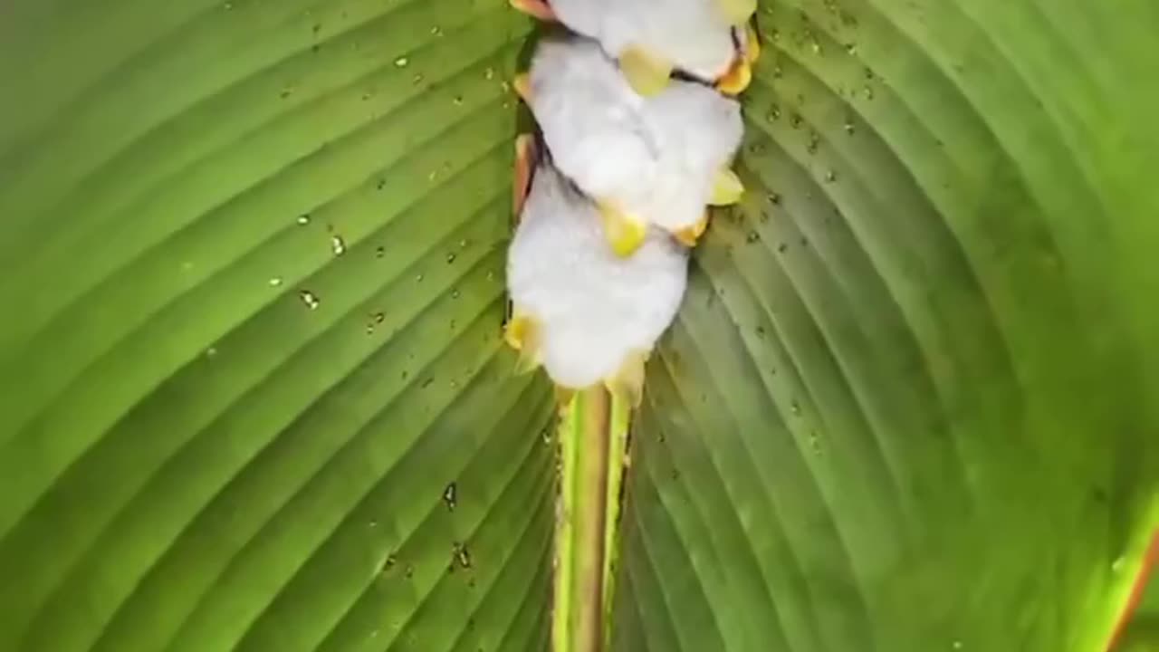 The Honduran white bat also called the Caribbean white tent-making bat