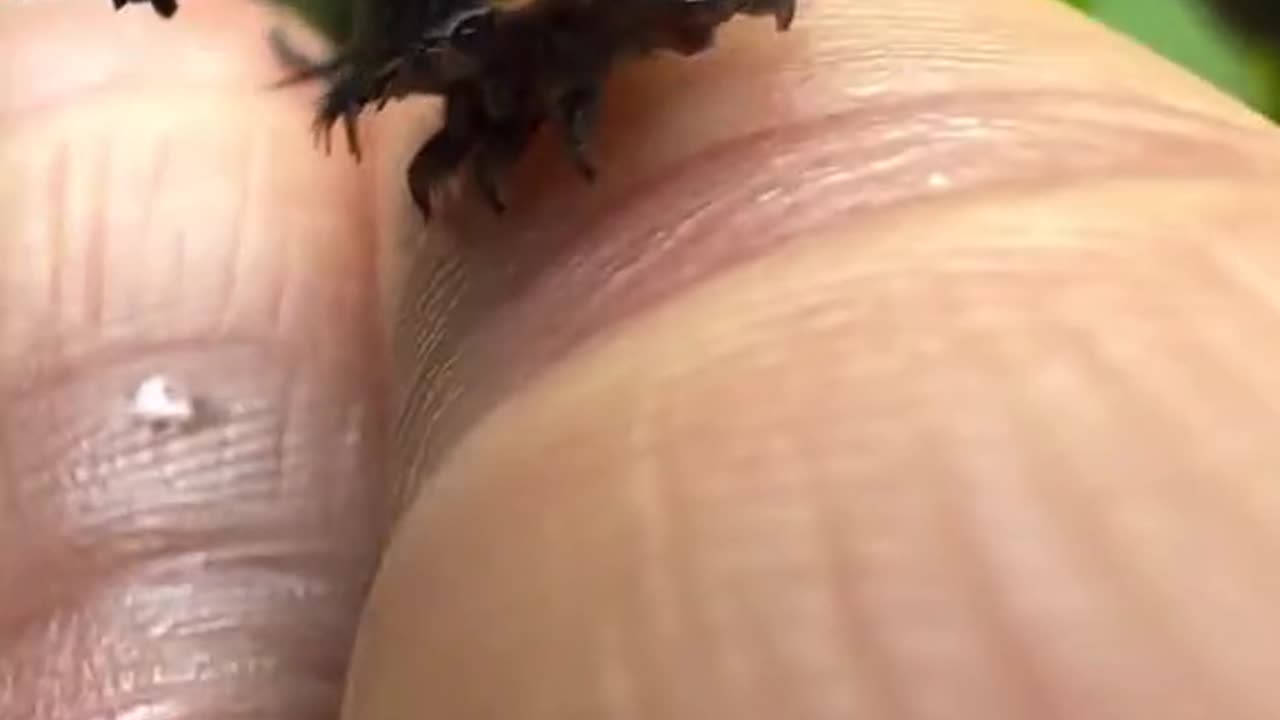 THE TORTOISE BEETLE LARVAE~ONE OF THE STRANGEST CREATURES IN THE RAINFOREST