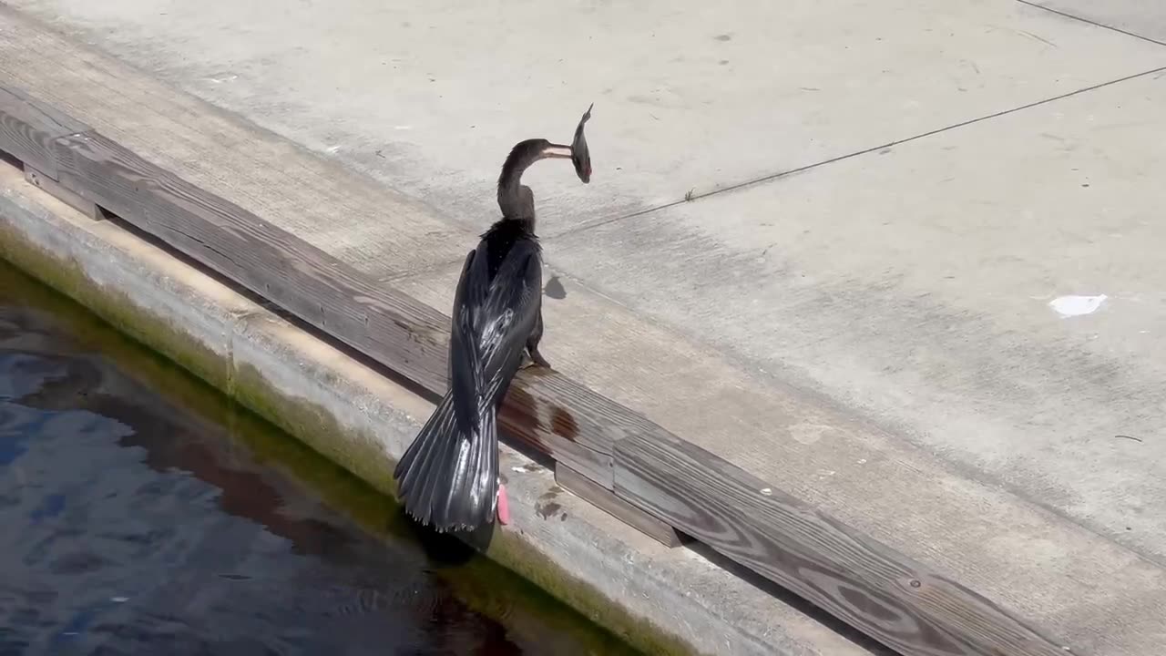 INCREDIBLE footage of cormorant proudly displaying its sunfish catch!