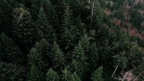 THE SEED __ Inspirational Short Film