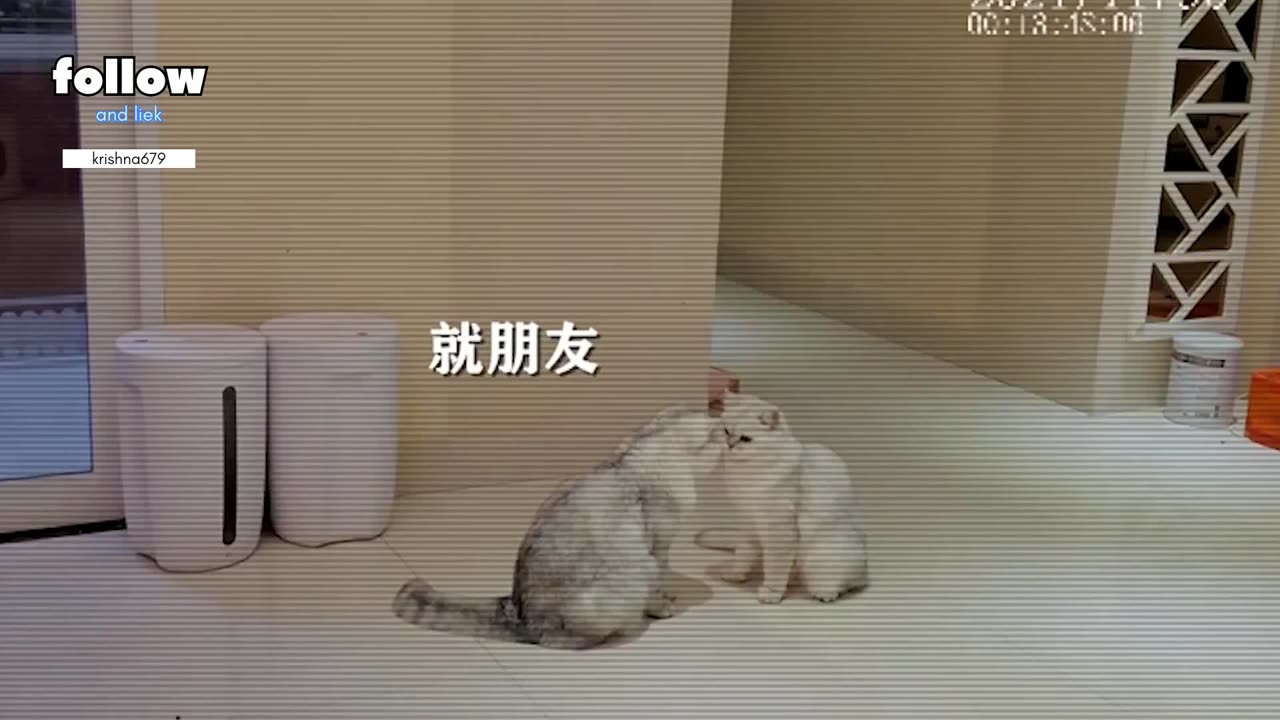 Funny cute cat video