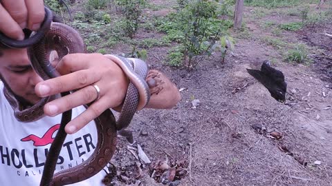 Hypnotizing A Toad