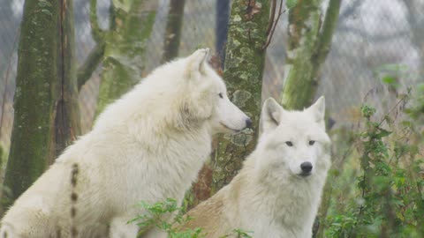 Arctic wolf