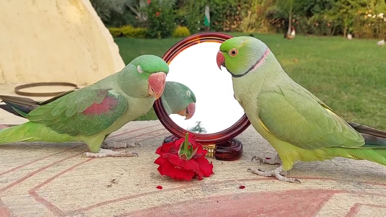 Indian Ringneck Parrot Talking to Mirror _ Shafin and Alex _ Parrots Eating Guav