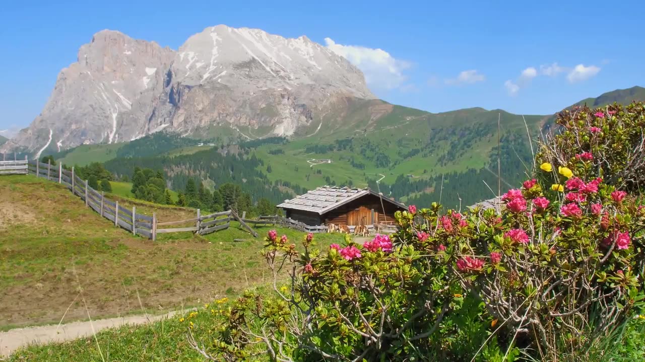 Flowers in Wild