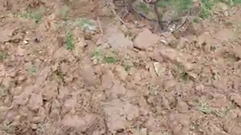 Life of rural farmers plowing #agribee #agricultur