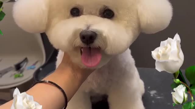 CUTE DOG Video| Having Fun with Cute dog | Funny dog videos
