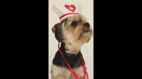 DOCTOR AND NURSE FUNNY DOG VIDEO