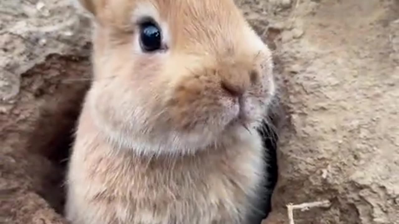 A little bunny that loves to dig burrows and tunnels.