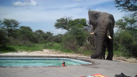 Elephant crashes the pool party