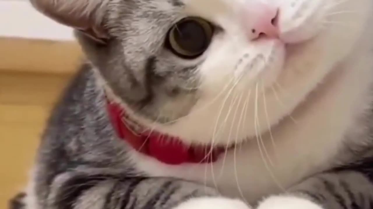 Funny animal videos - Funny cats / dogs - Funny animals