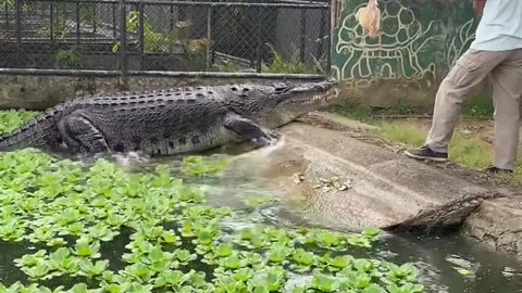 Crocodile eats breakfast at zoo