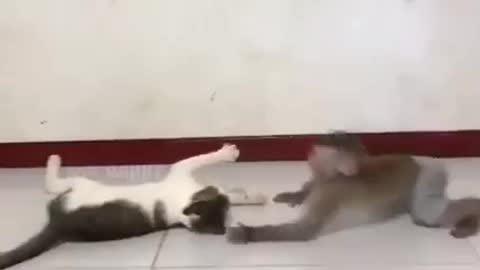 monkey has fun playing with puppy and cats