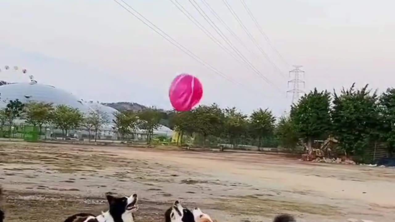 Dogs Playing With Ballons Funny Video #dogs #funny #video