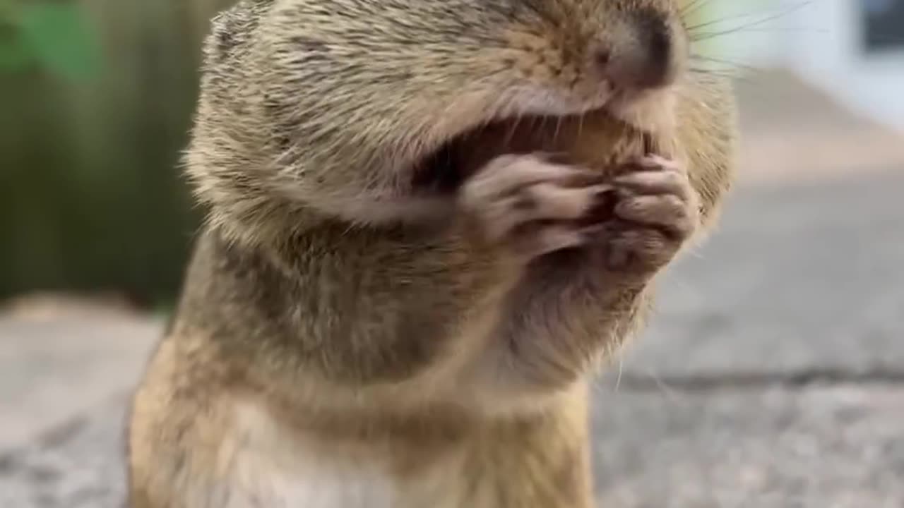 Behold the super cheek powers of Boris🐿️❤️