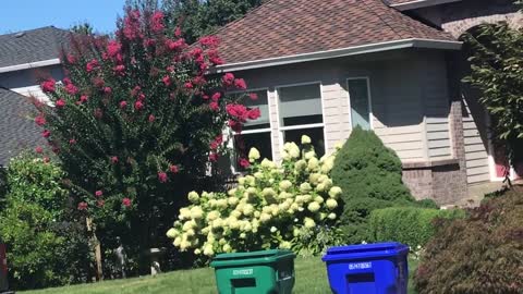 Crepe myrtles in Oregon 1