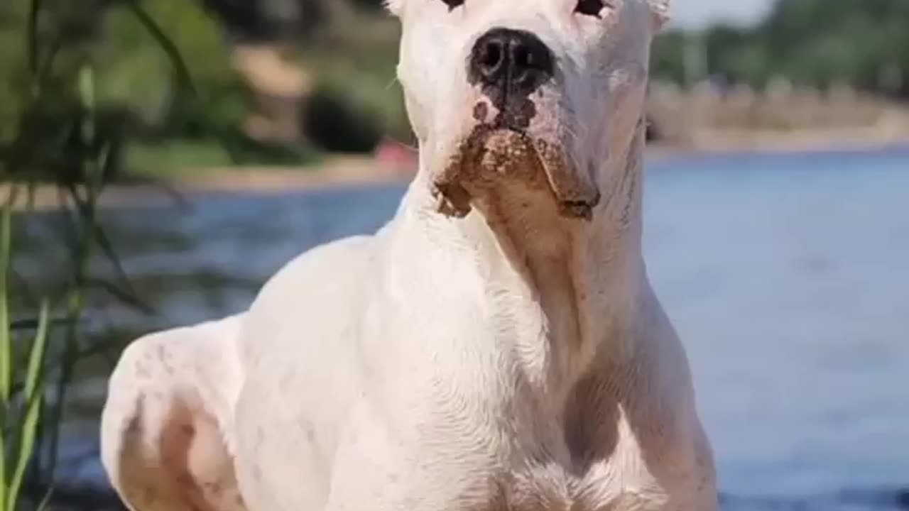 cute❤️dogo Argentino😈attending