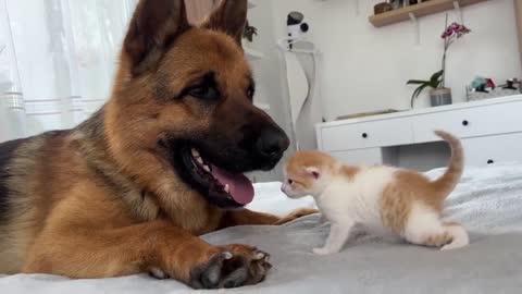 German Shepherd Loves Tiny Kitten