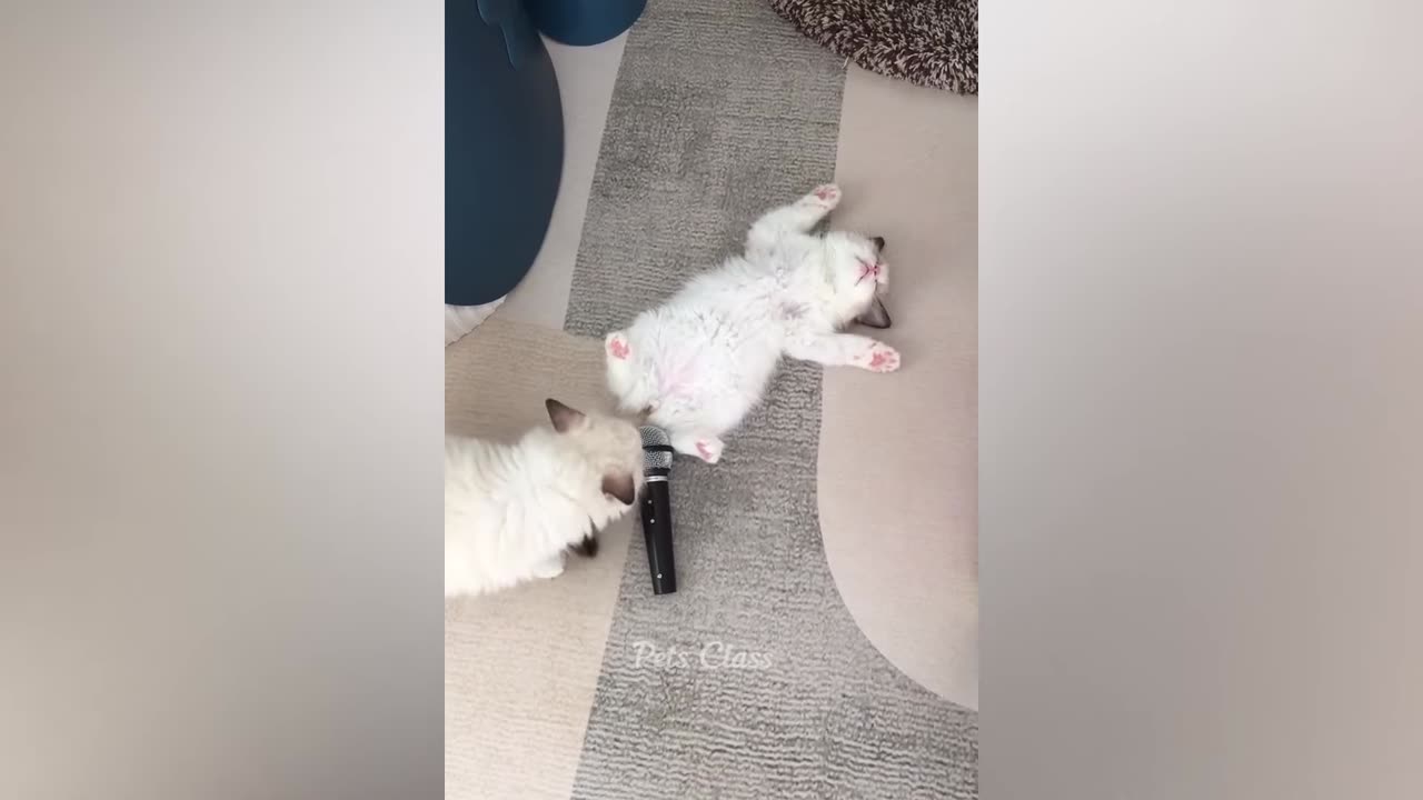 Funniest Animals 😂 Funny Dogs and Cats Videos 2023