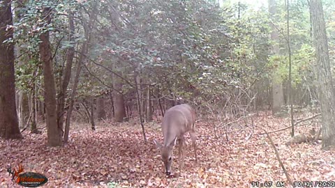 Whitetail Deer