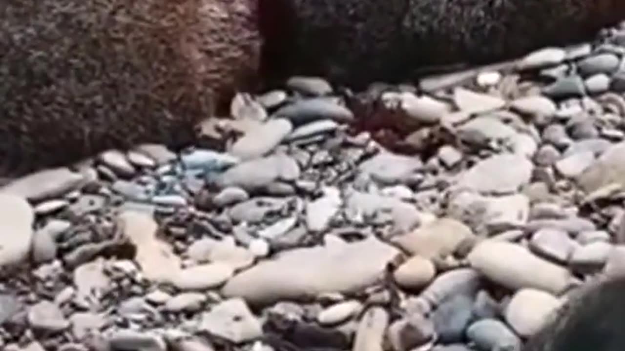 Viral baby seal crying for human help for its mum