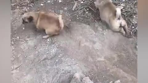 Funniest Cats and Dogs 🐱🐶 Part 33