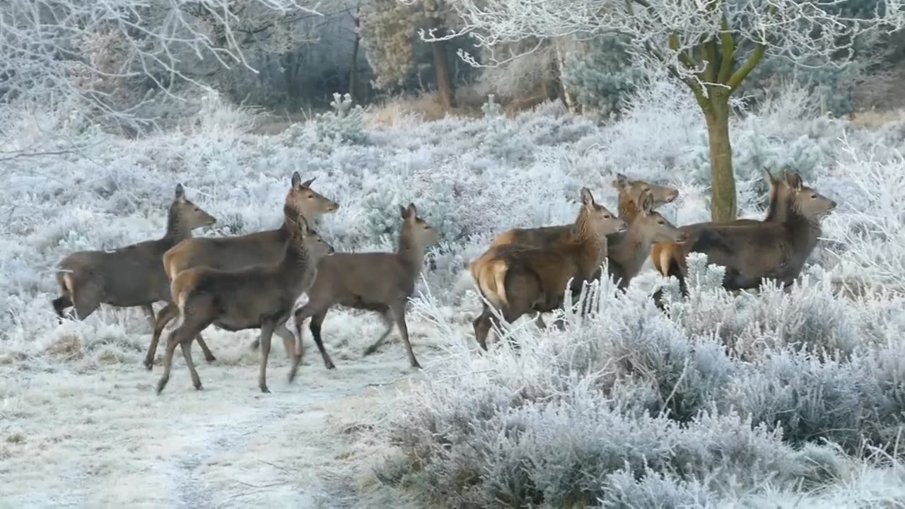 Natural Wonders: Animals with Amazing Abilities and Unique Characteristics