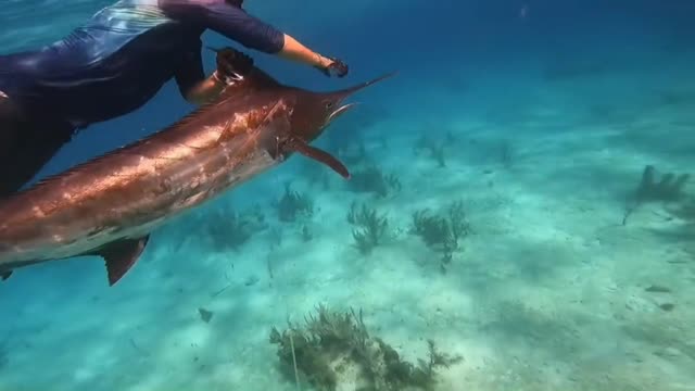 this man is swimming with blue marlin