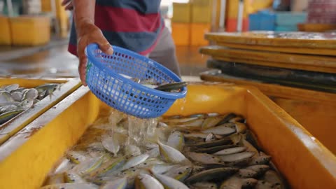 Close Up of Man Draining Fish