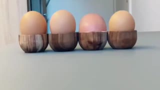 Unexpected Egg Hatch